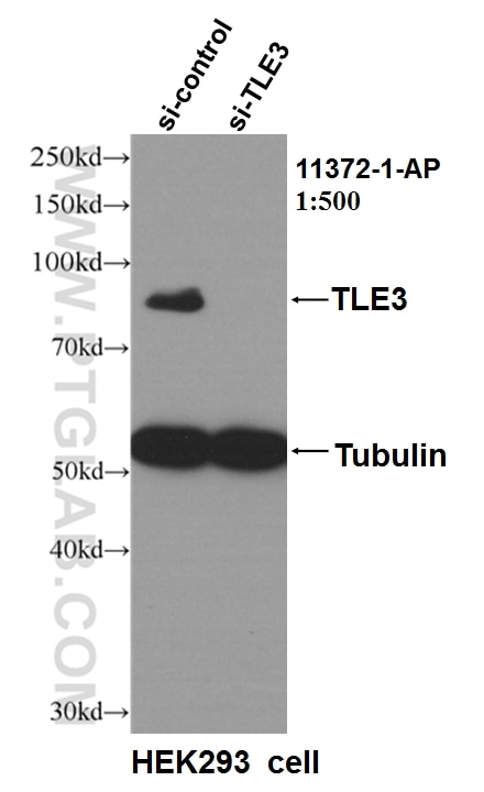 Western Blot (WB) analysis of HEK-293 cells using TLE3 Polyclonal antibody (11372-1-AP)