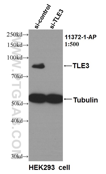 WB analysis of HEK-293 using 11372-1-AP