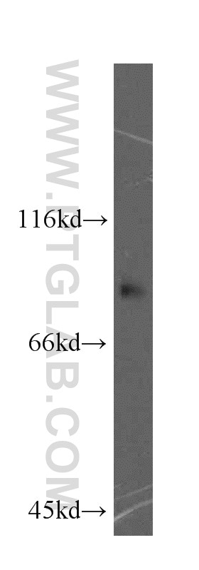 Western Blot (WB) analysis of HepG2 cells using TLE3 Polyclonal antibody (11372-1-AP)