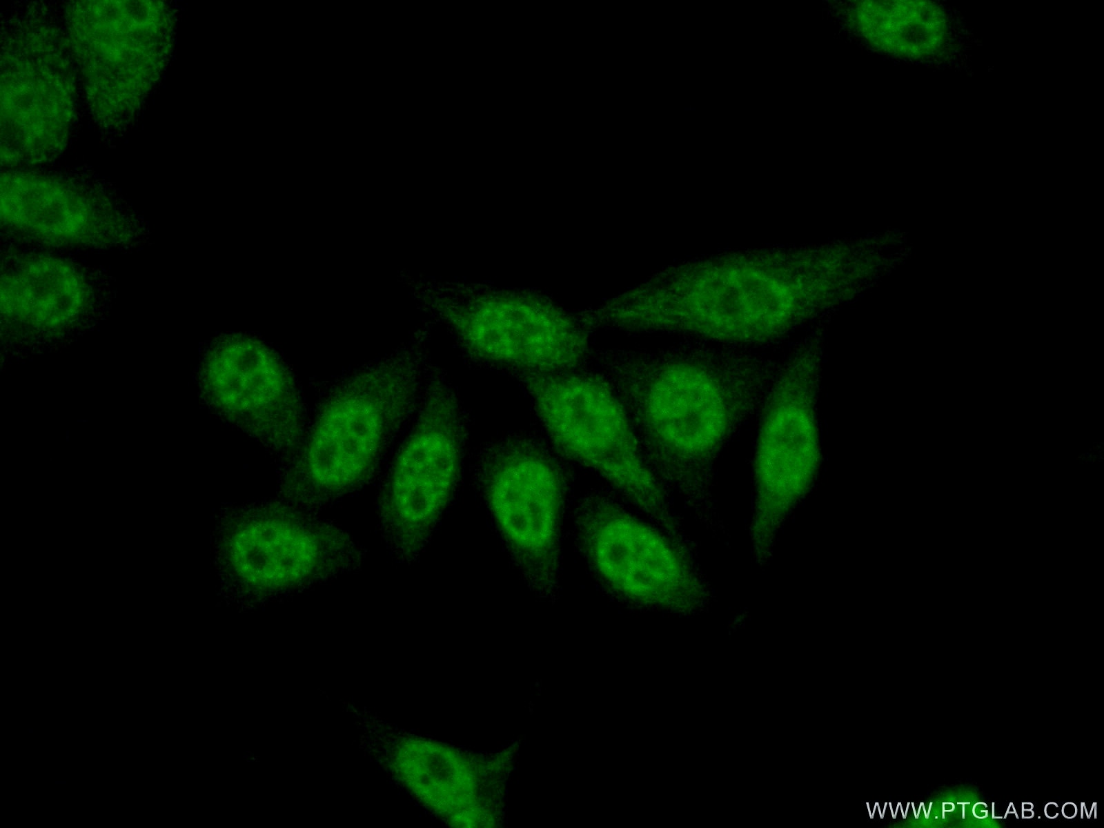 Immunofluorescence (IF) / fluorescent staining of HepG2 cells using TLE3 Polyclonal antibody (22094-1-AP)