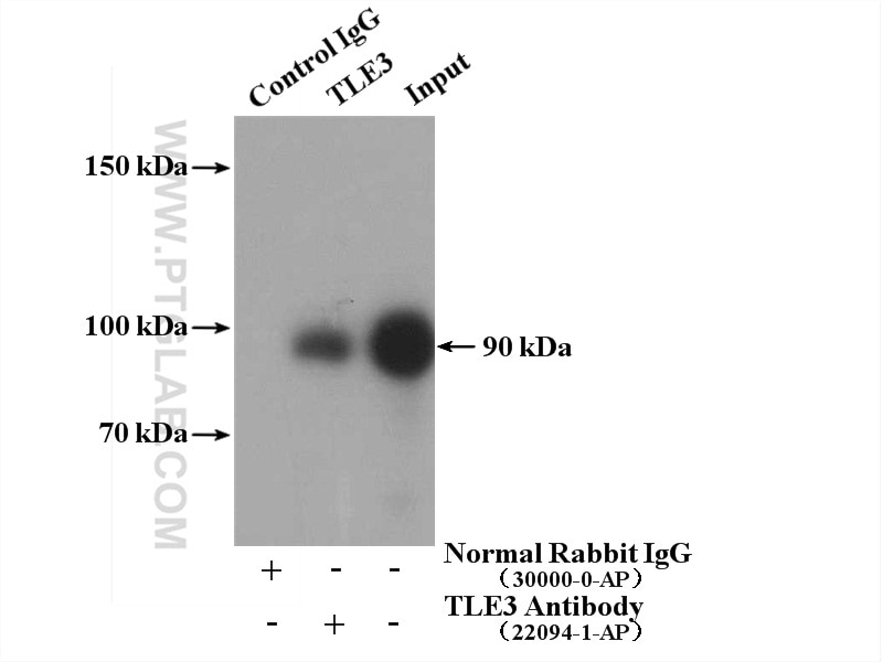Immunoprecipitation (IP) experiment of HepG2 cells using TLE3 Polyclonal antibody (22094-1-AP)