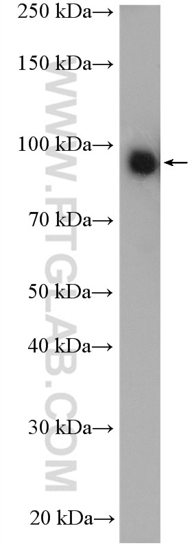 Western Blot (WB) analysis of HEK-293 cells using TLE3 Polyclonal antibody (22094-1-AP)