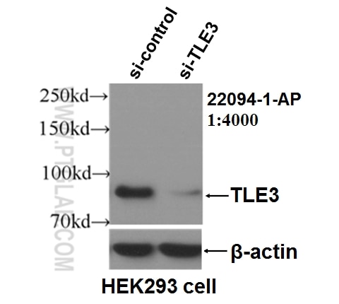 Western Blot (WB) analysis of HEK-293 cells using TLE3 Polyclonal antibody (22094-1-AP)