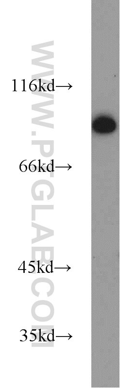 Western Blot (WB) analysis of HepG2 cells using TLE3 Polyclonal antibody (22094-1-AP)