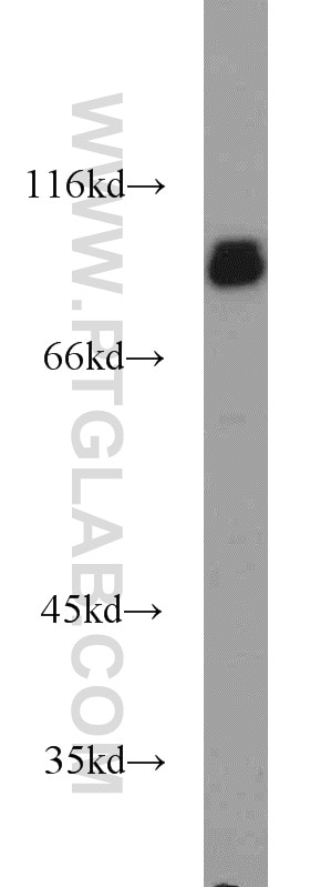 Western Blot (WB) analysis of HEK-293 cells using TLE3 Polyclonal antibody (22094-1-AP)