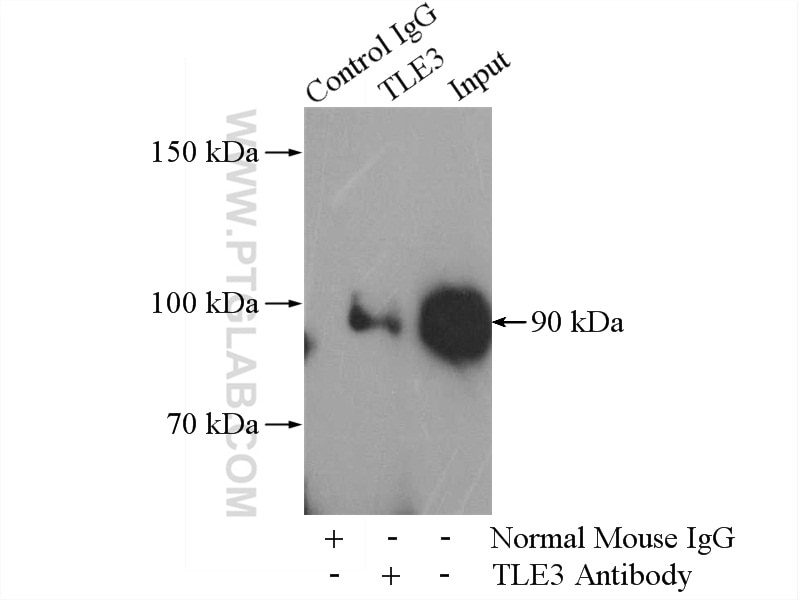 Immunoprecipitation (IP) experiment of HEK-293 cells using TLE3 Monoclonal antibody (66083-1-Ig)