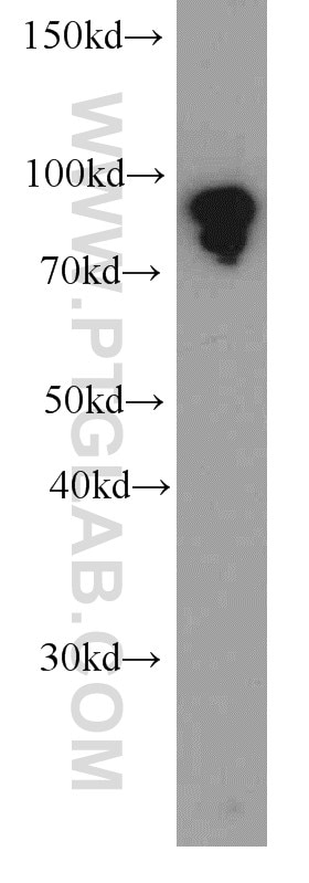 Western Blot (WB) analysis of human brain tissue using human TLE3 Monoclonal antibody (66083-1-Ig)