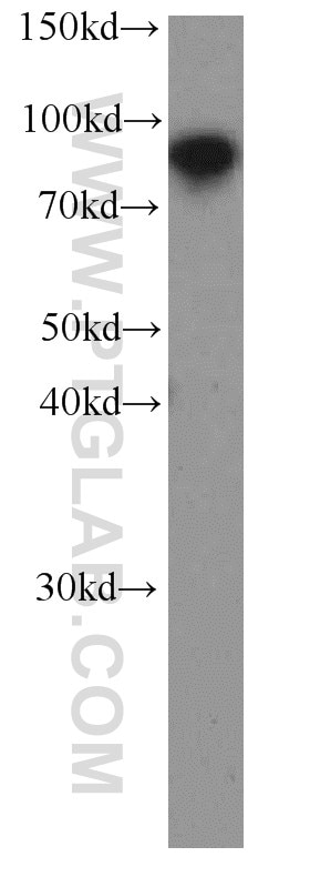 Western Blot (WB) analysis of HEK-293 cells using human TLE3 Monoclonal antibody (66083-1-Ig)