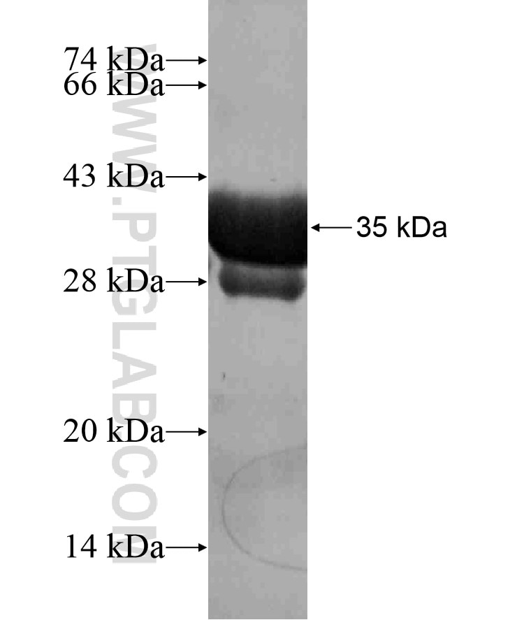 TLE3 fusion protein Ag17300 SDS-PAGE