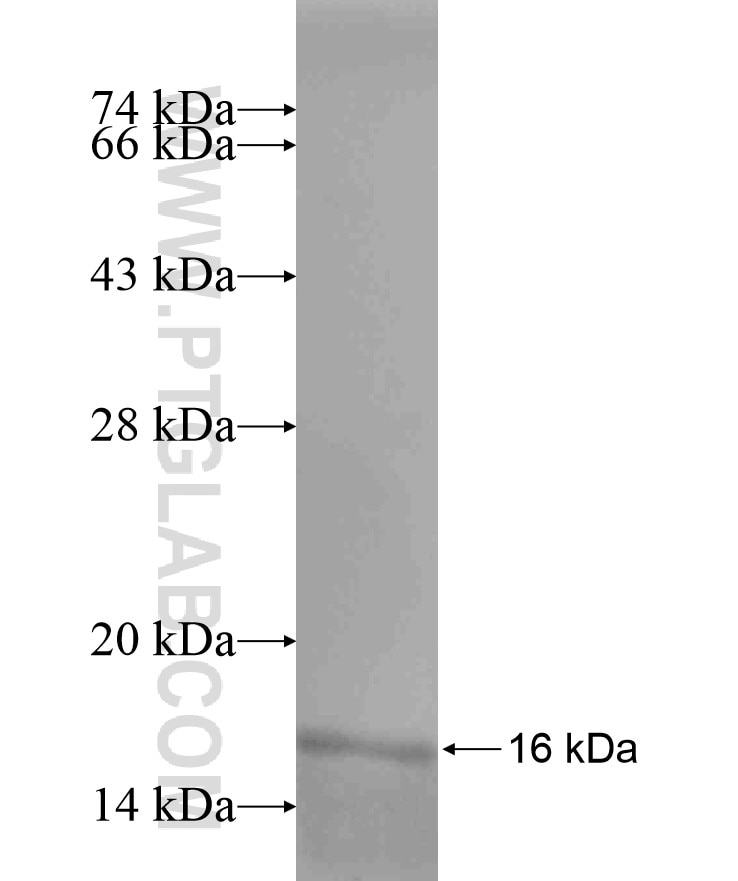 TLE3 fusion protein Ag17453 SDS-PAGE