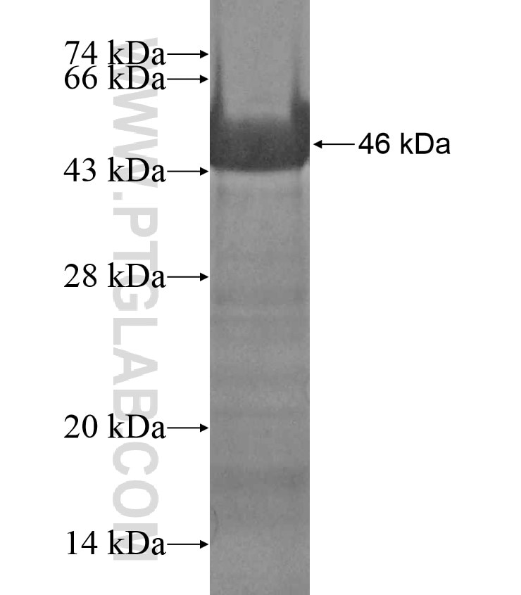 TLE3 fusion protein Ag17906 SDS-PAGE