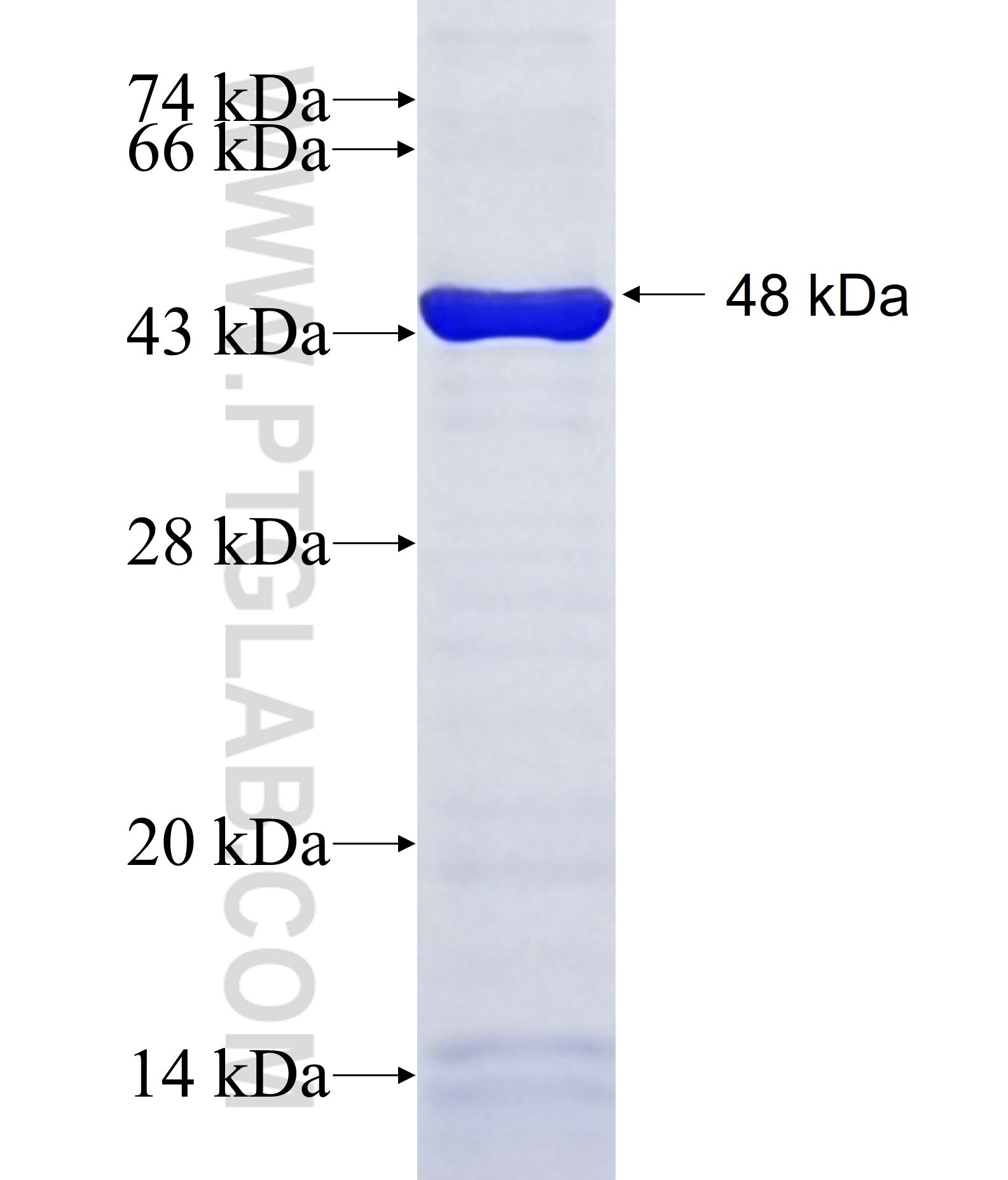 TLE3 fusion protein Ag17906 SDS-PAGE