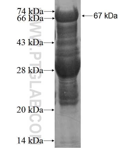 TLE3 fusion protein Ag1930 SDS-PAGE