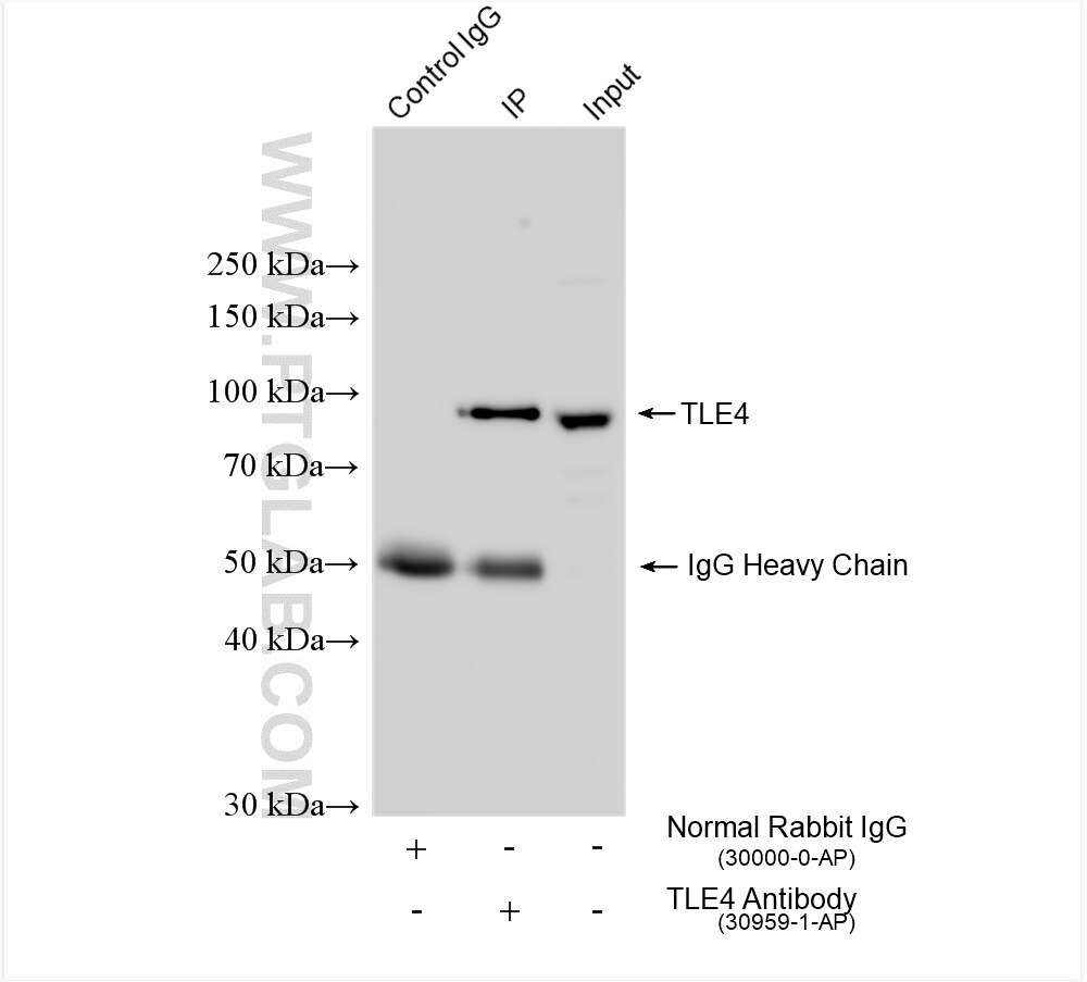Immunoprecipitation (IP) experiment of K-562 cells using TLE4 Polyclonal antibody (30959-1-AP)