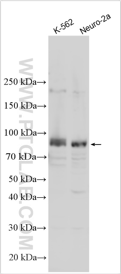Western Blot (WB) analysis of various lysates using TLE4 Polyclonal antibody (30959-1-AP)