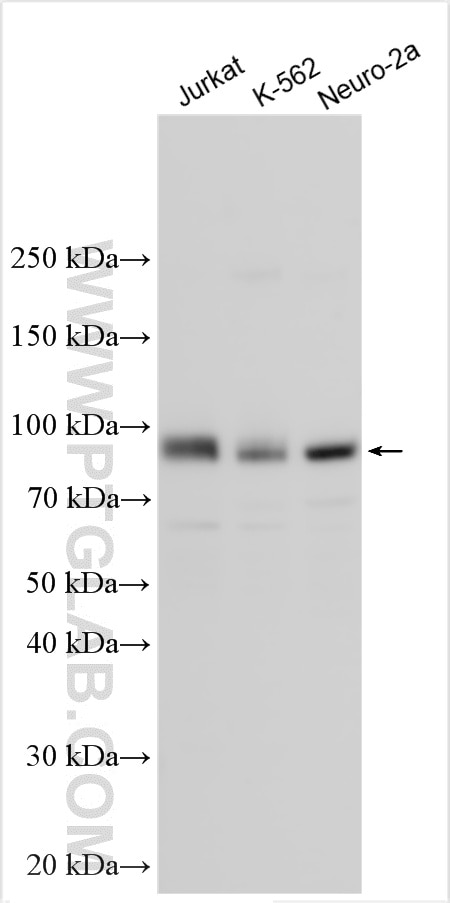 Western Blot (WB) analysis of various lysates using TLE4 Polyclonal antibody (30959-1-AP)