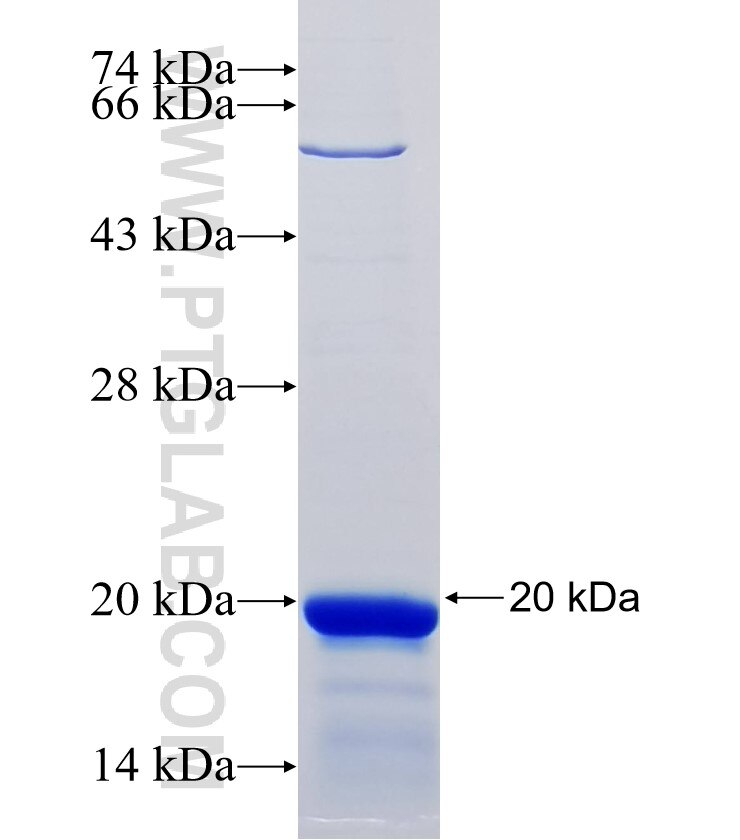 TLE4 fusion protein Ag34006 SDS-PAGE