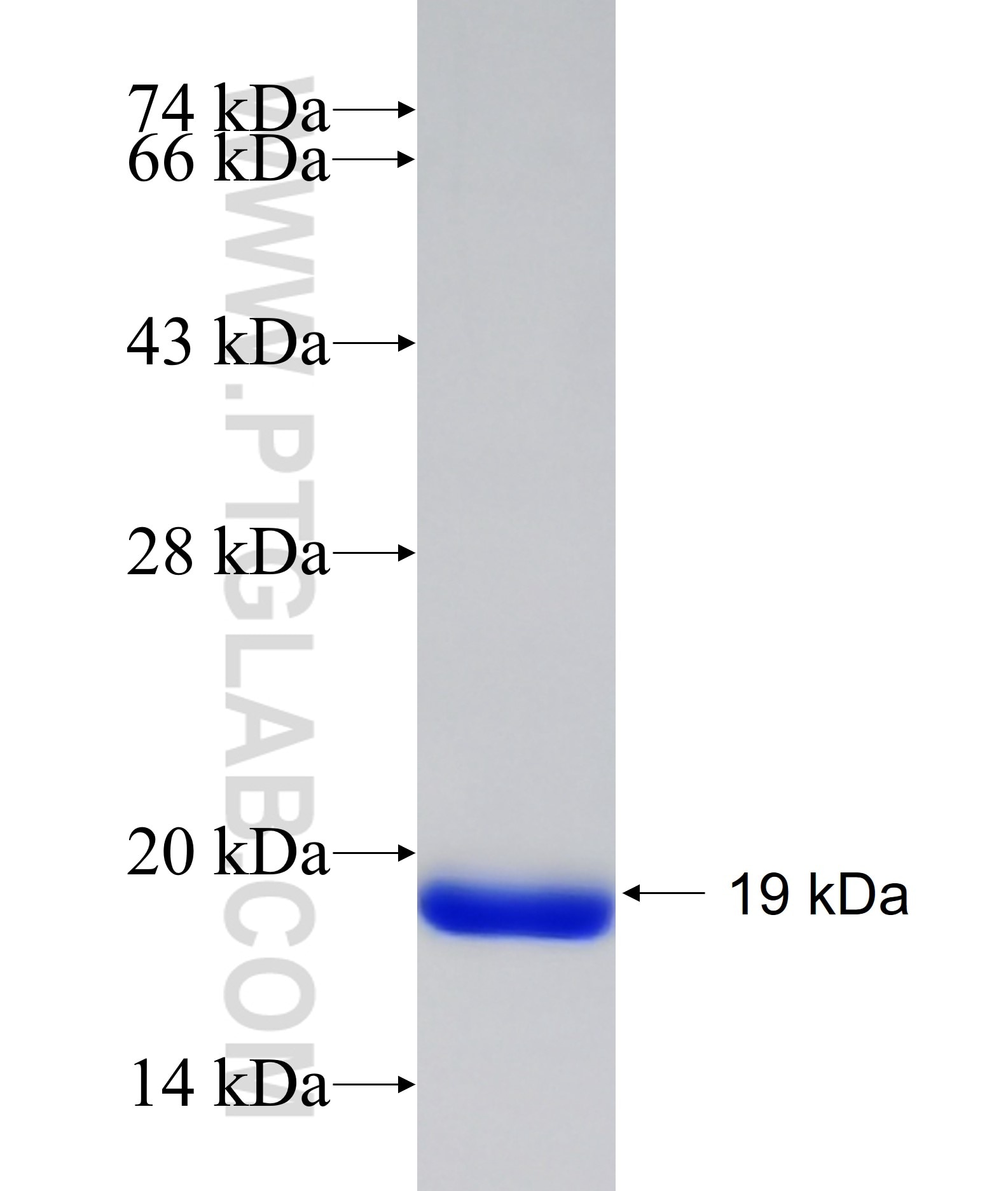 TLL2 fusion protein Ag17009 SDS-PAGE