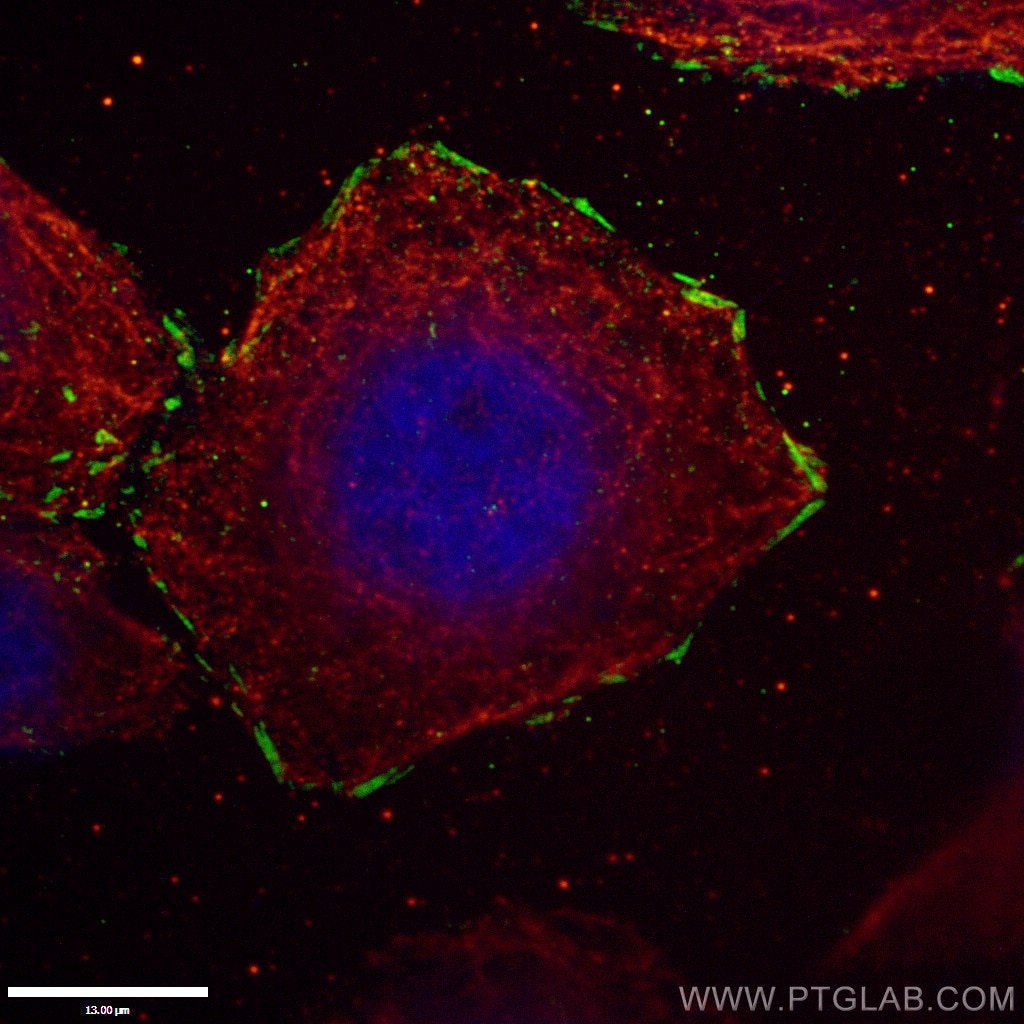 Immunofluorescence (IF) / fluorescent staining of HepG2 cells using Talin-1 Polyclonal antibody (14168-1-AP)