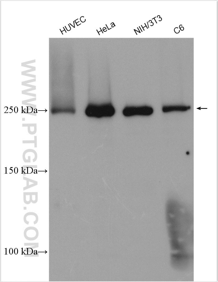 Western Blot (WB) analysis of various lysates using Talin-1 Polyclonal antibody (14168-1-AP)