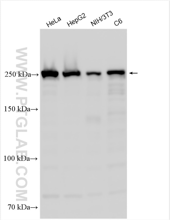 Western Blot (WB) analysis of various lysates using Talin-1 Polyclonal antibody (14168-1-AP)