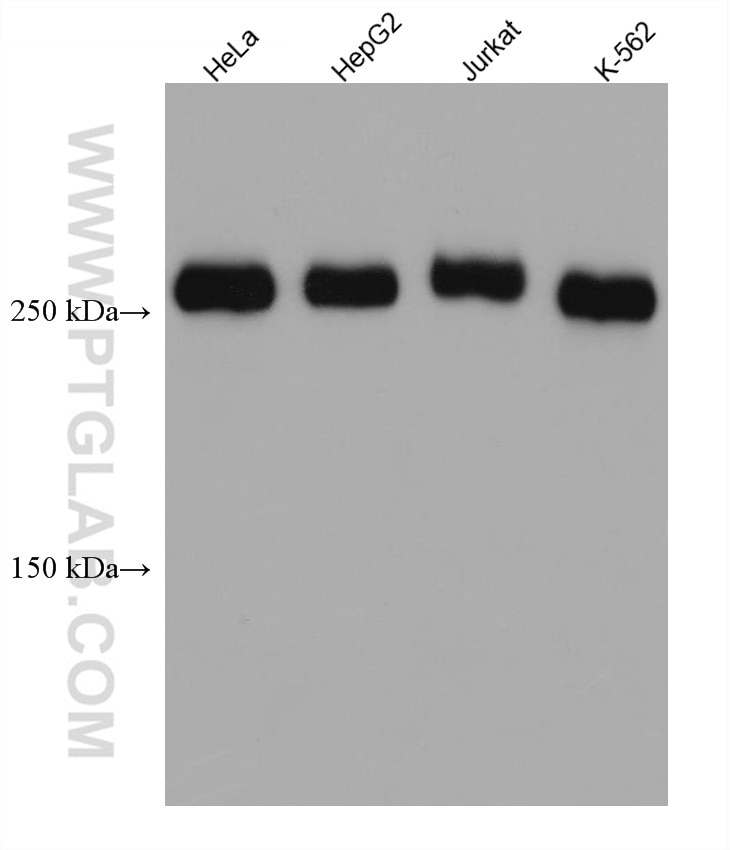 Western Blot (WB) analysis of various lysates using Talin-1 Monoclonal antibody (67992-1-Ig)