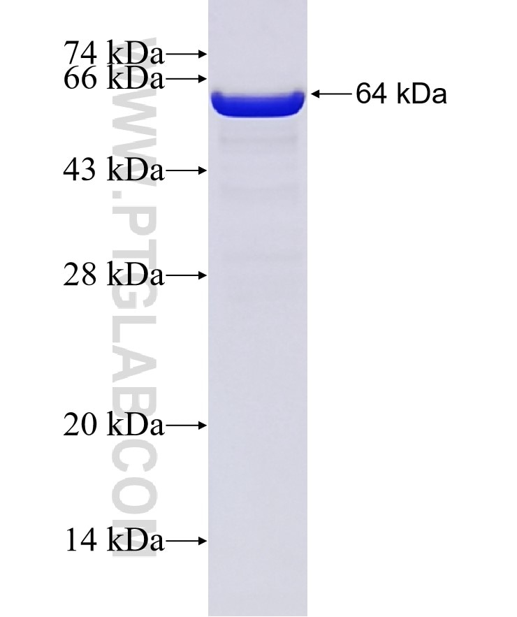 TLN1 fusion protein Ag5367 SDS-PAGE