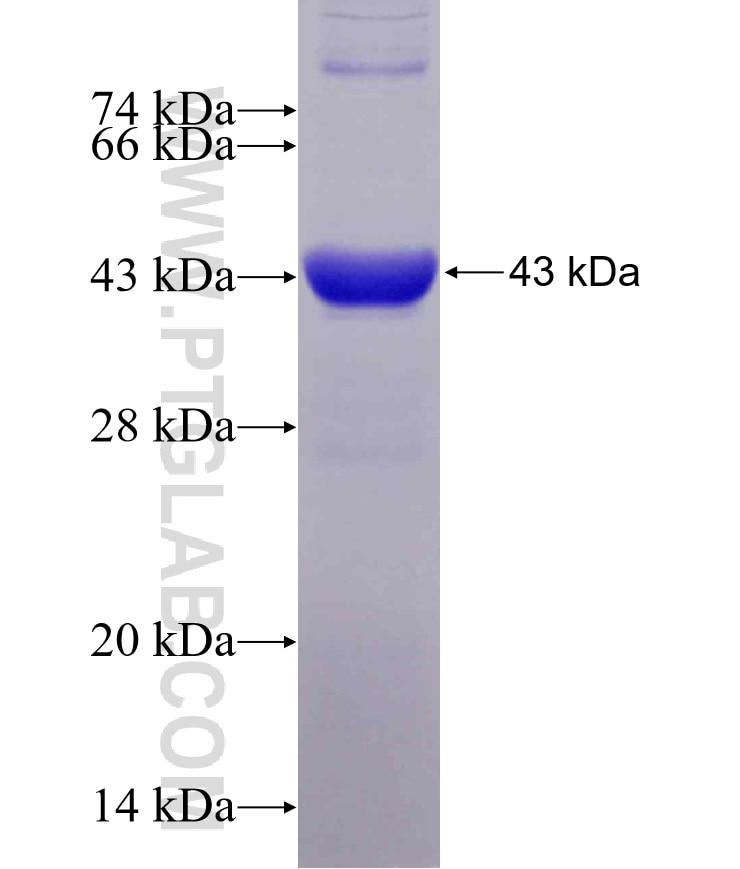 TLN1 fusion protein Ag5937 SDS-PAGE