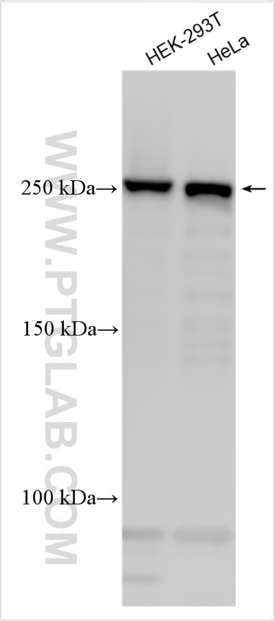 Western Blot (WB) analysis of various lysates using TLN2 Polyclonal antibody (31695-1-AP)