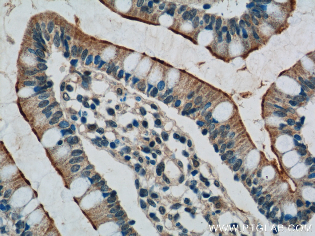 IHC staining of human small intestine using 19816-1-AP