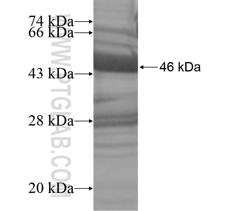 TLR1 fusion protein Ag13852 SDS-PAGE