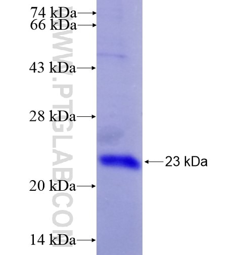 TLR1 fusion protein Ag13858 SDS-PAGE