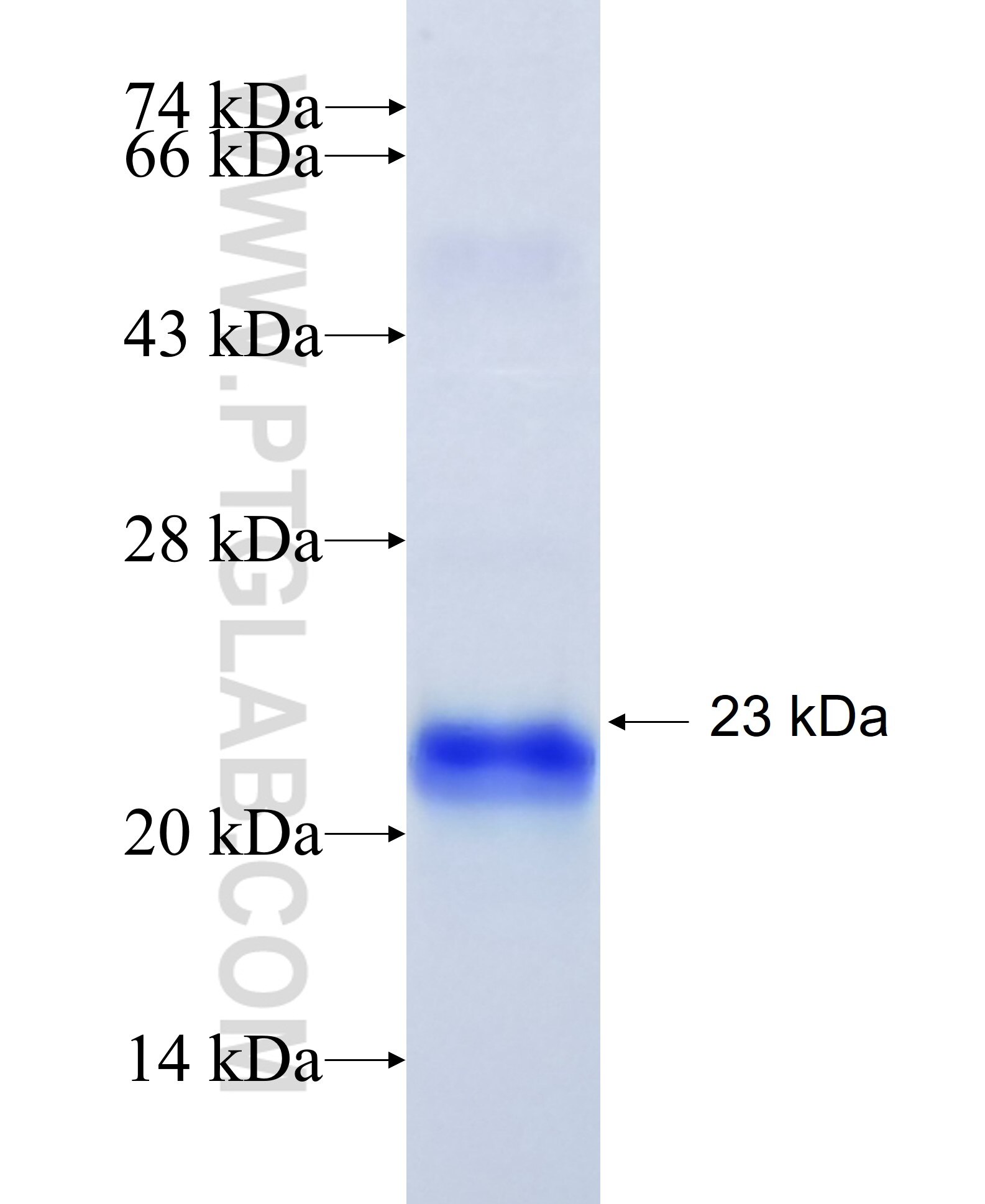 TLR1 fusion protein Ag13858 SDS-PAGE