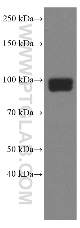 Western Blot (WB) analysis of THP-1 cells using TLR2 Monoclonal antibody (66645-1-Ig)