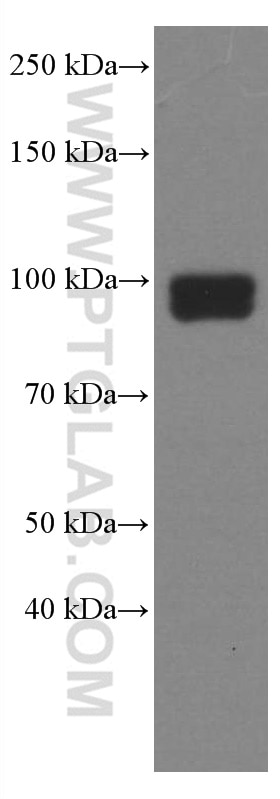 WB analysis of THP-1 using 66645-1-Ig