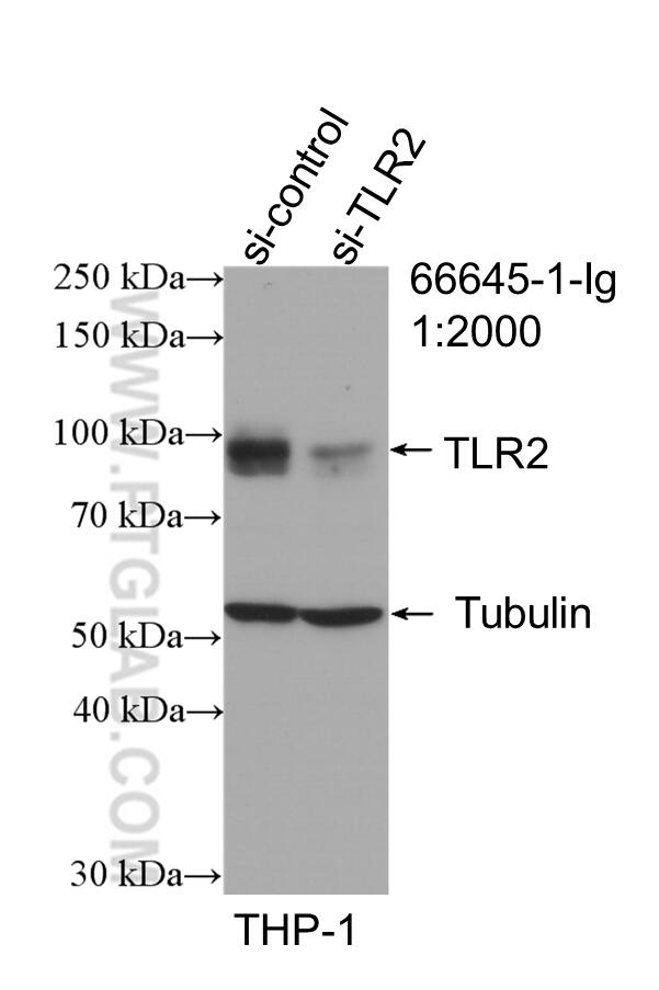 Western Blot (WB) analysis of THP-1 cells using TLR2 Monoclonal antibody (66645-1-Ig)