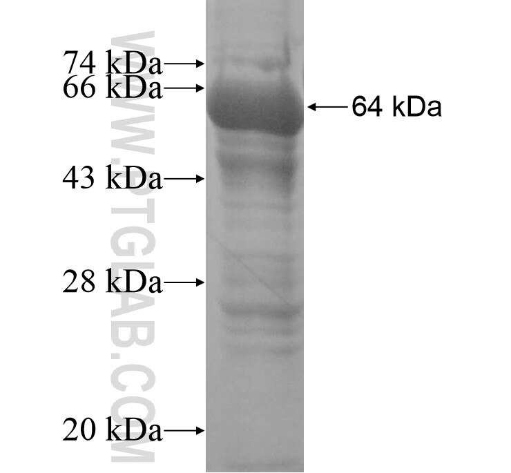 TLR2 fusion protein Ag11079 SDS-PAGE