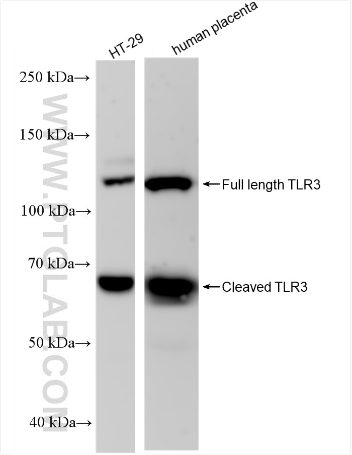 TLR3