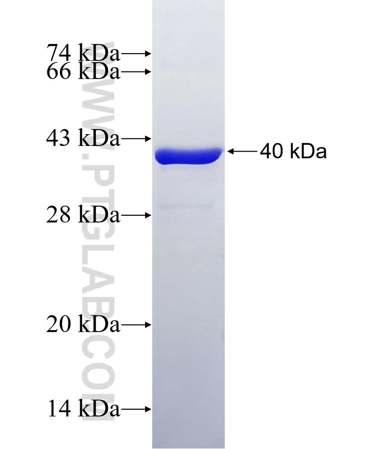 TLR3 fusion protein Ag12163 SDS-PAGE