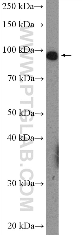 TLR4 Polyclonal antibody