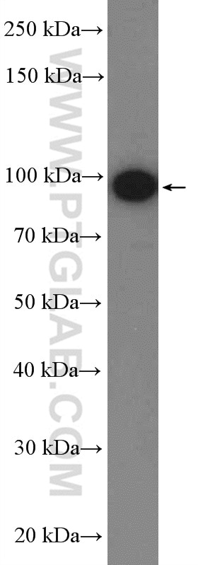 TLR4 Polyclonal antibody