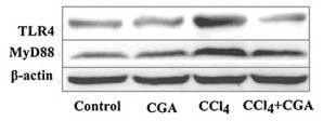 TLR4 Polyclonal antibody