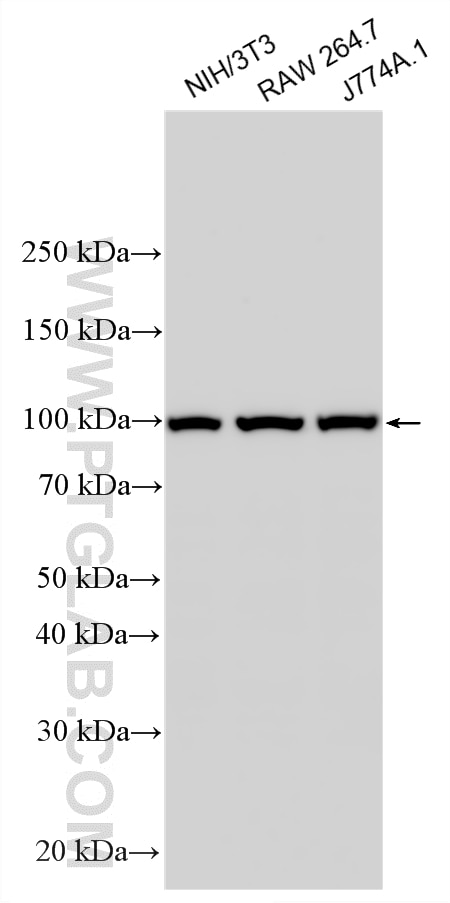 Western Blot (WB) analysis of various lysates using TLR4 Polyclonal antibody (19811-1-AP)