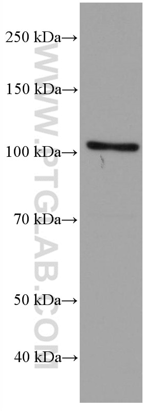 Western Blot (WB) analysis of NIH/3T3 cells using TLR4 Monoclonal antibody (66350-1-Ig)