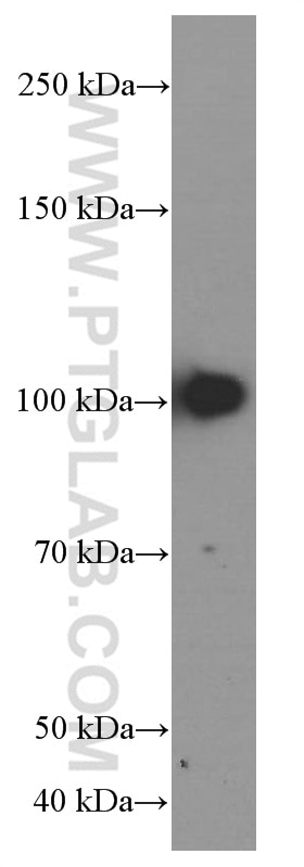 Western Blot (WB) analysis of RAW 264.7 cells using TLR4 Monoclonal antibody (66350-1-Ig)