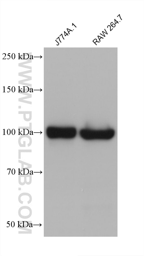 Western Blot (WB) analysis of various lysates using TLR4 Monoclonal antibody (66350-1-Ig)