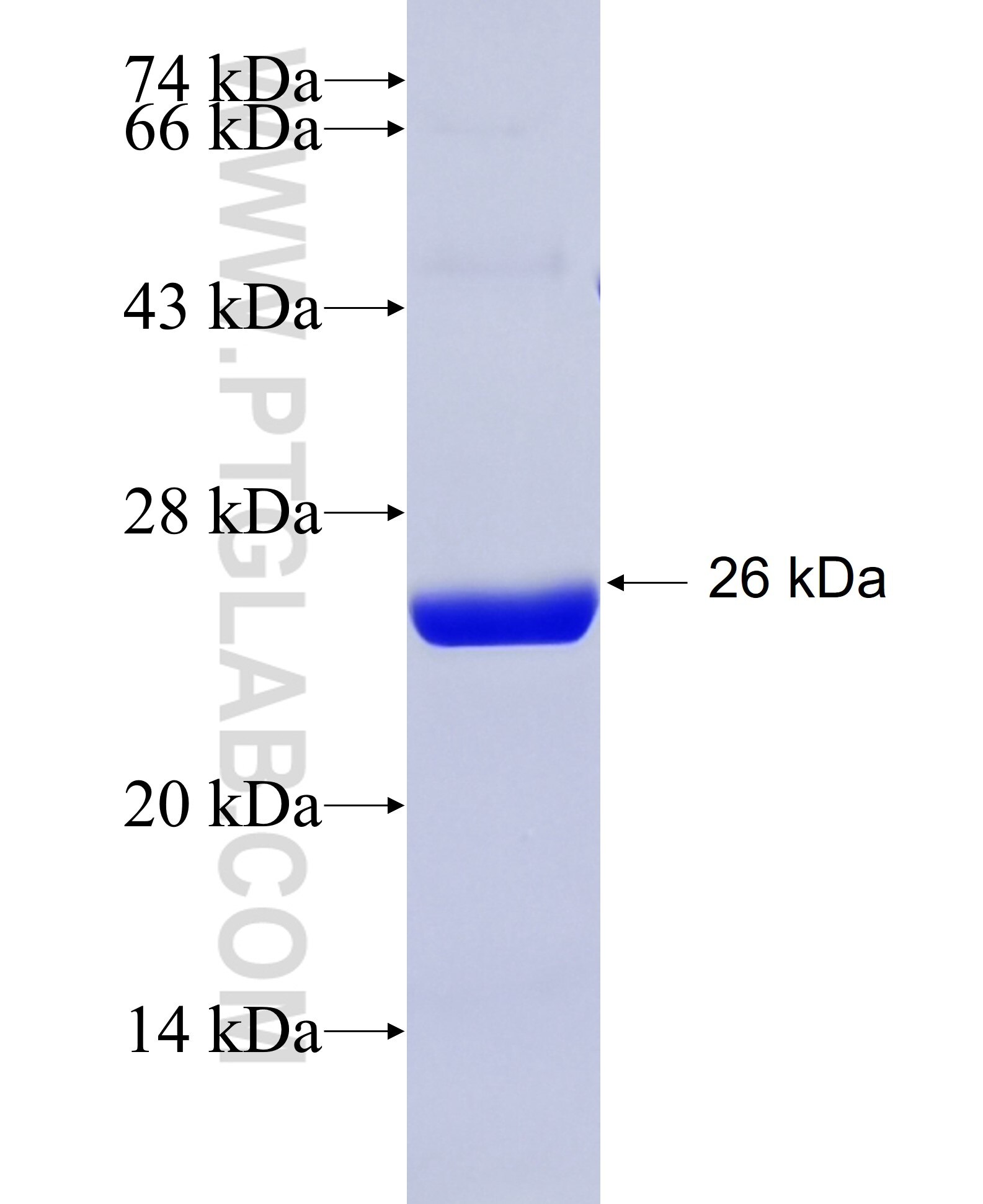 TLR4 fusion protein Ag34329 SDS-PAGE