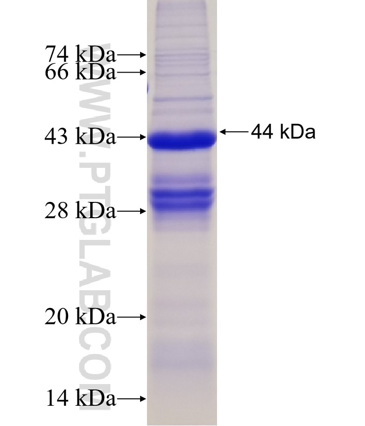 TLR4 fusion protein Ag13841 SDS-PAGE