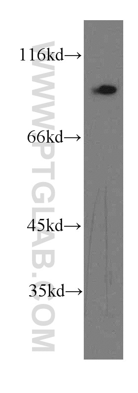 TLR5 Polyclonal antibody