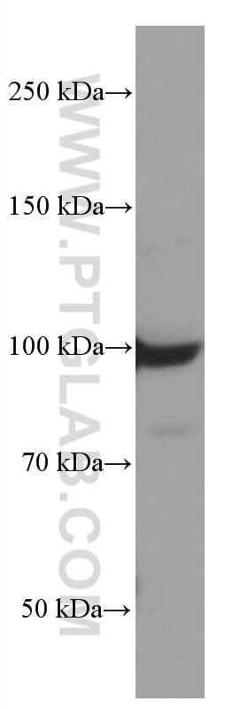Western Blot (WB) analysis of THP-1 cells using TLR5 Monoclonal antibody (66570-1-Ig)